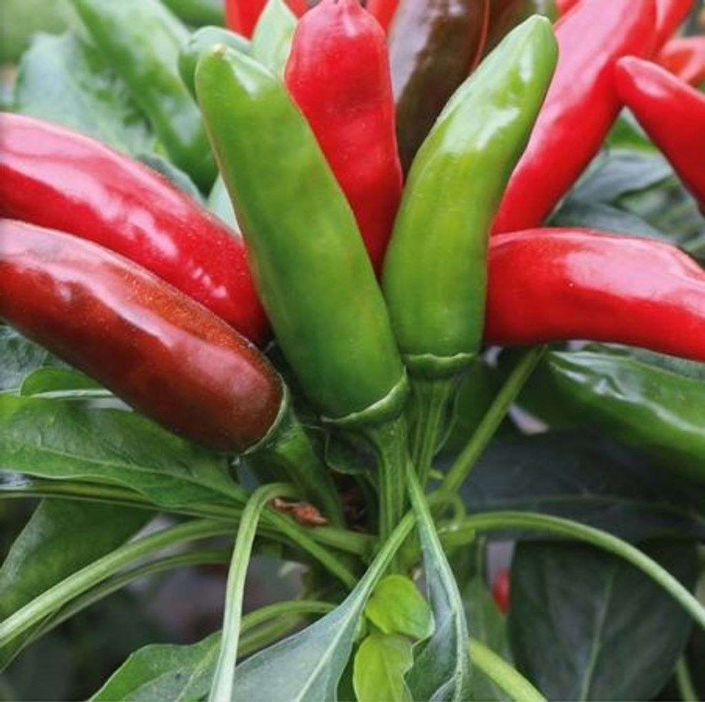 positano-chilli-pepper