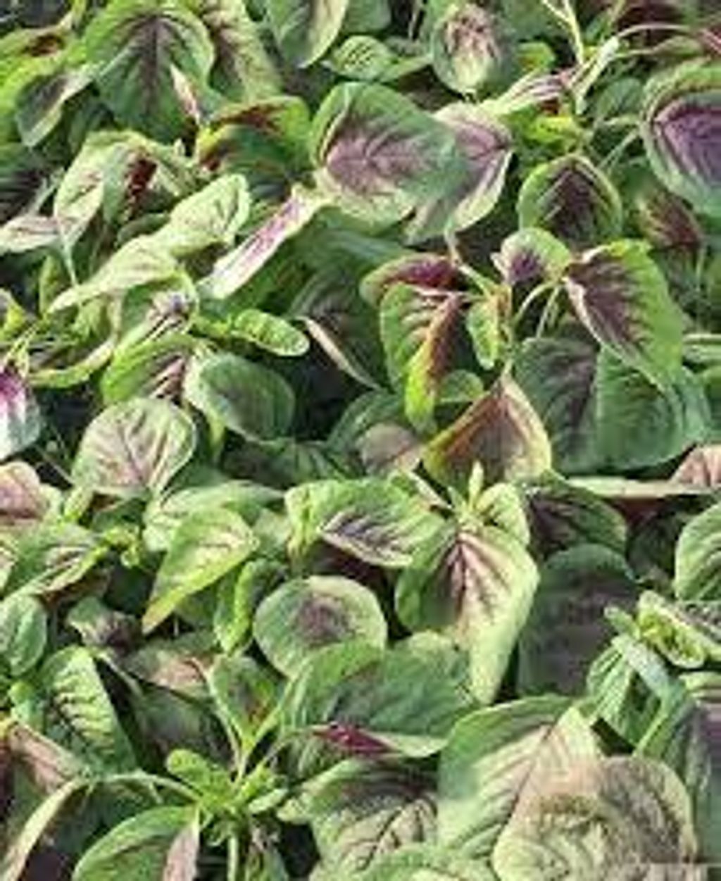 images - 2025-06-13T143734.336