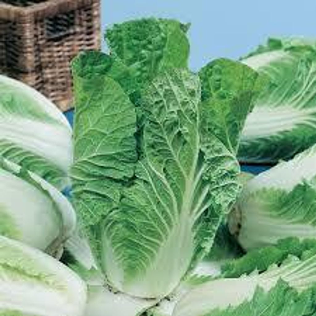 images - 2025-06-13T150503.574