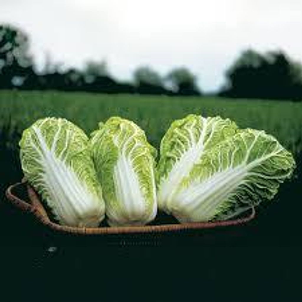 images - 2025-06-13T150512.810