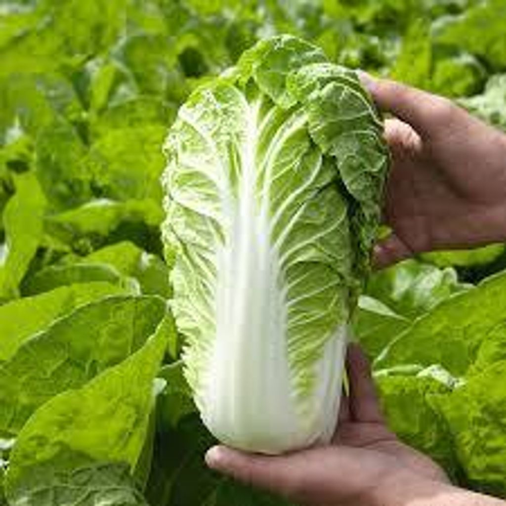 images - 2025-06-13T150153.537