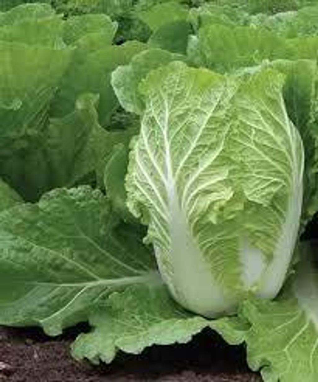 images - 2025-06-13T150414.401