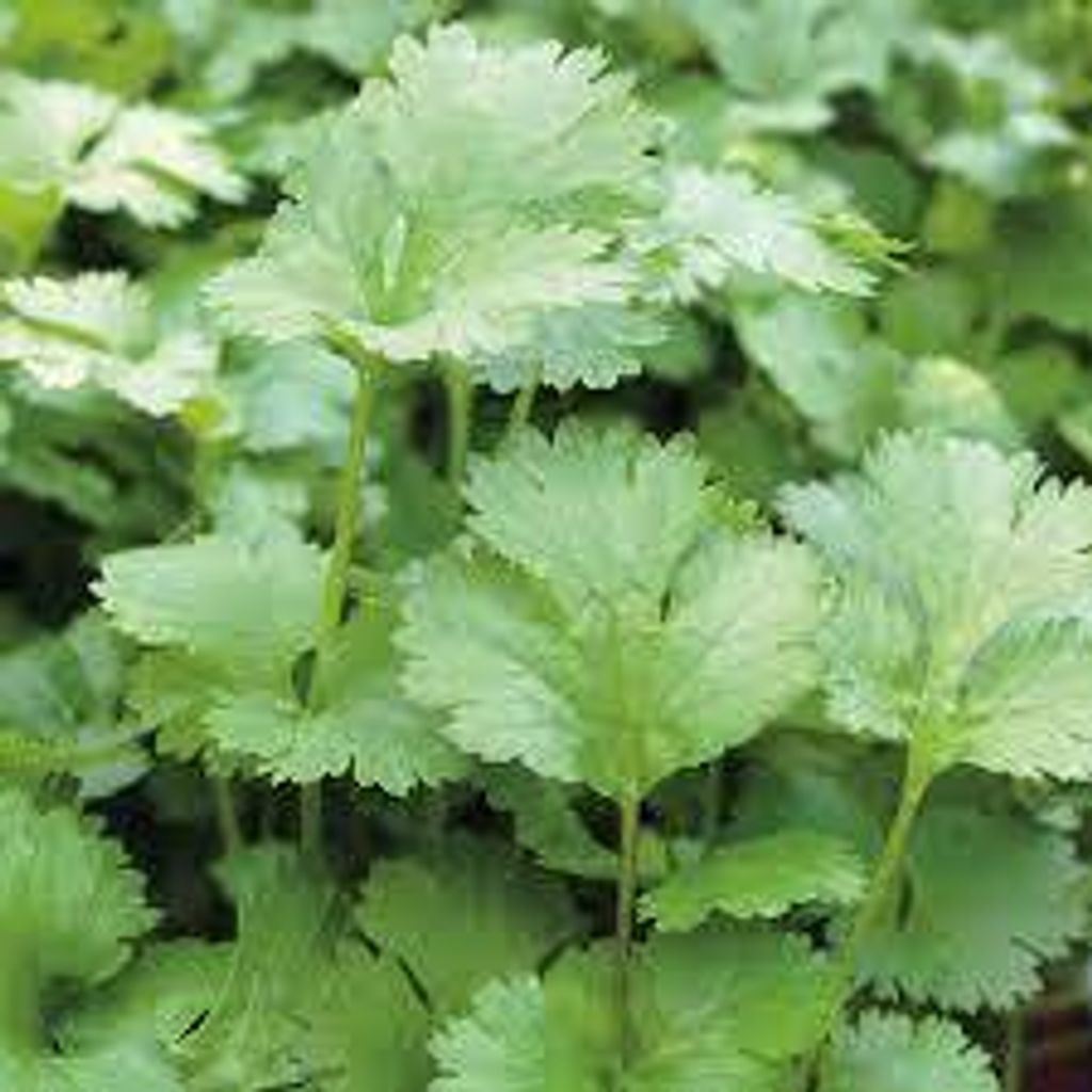 images - 2025-06-13T162109.052