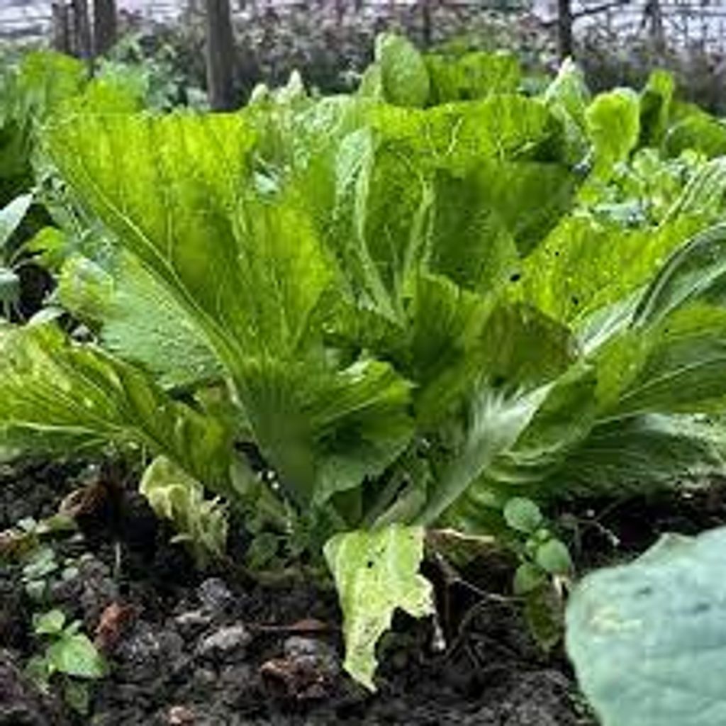 images - 2025-06-16T113801.662