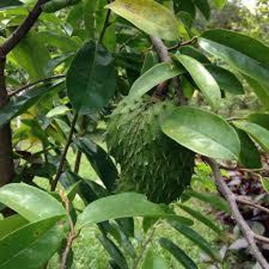 images - 2025-06-16T155442.484