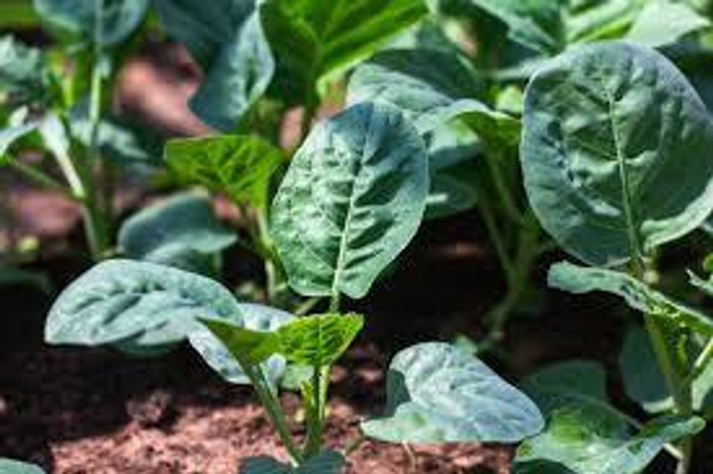 images - 2025-06-17T182517.745