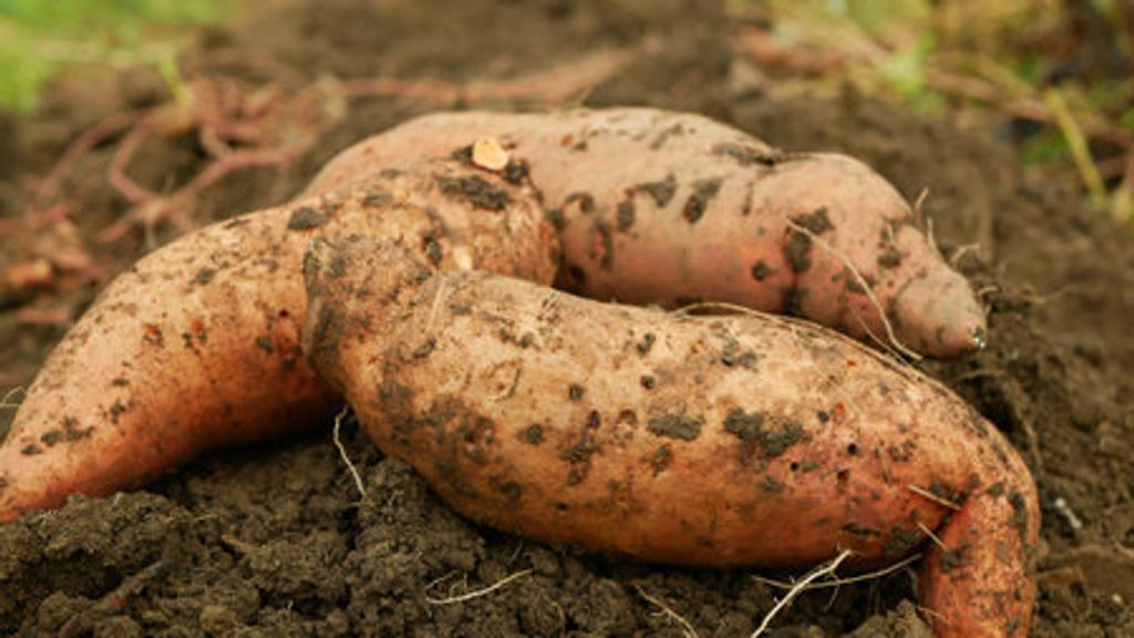 201094193-sweet-potato-harvest-pile-ipomoea-batatas-close-up-tuberous-tubers-roots-field-soil-spade-bio-farm