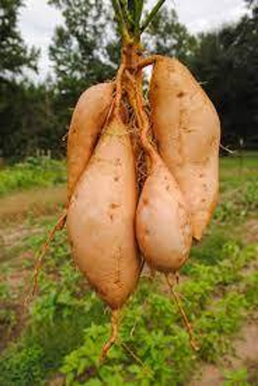 images - 2025-07-14T160242.893