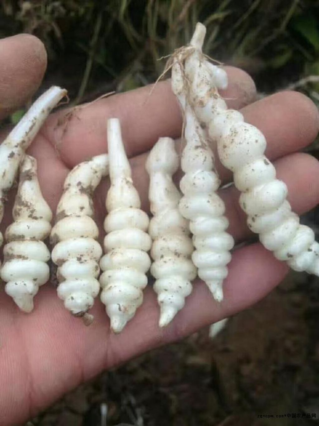 WhatsApp Image 2026-01-18 at 12.10.47 (2)