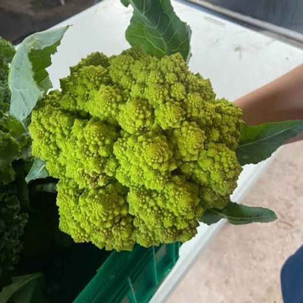 WhatsApp Image 2026-01-18 at 12.49.51 (2)