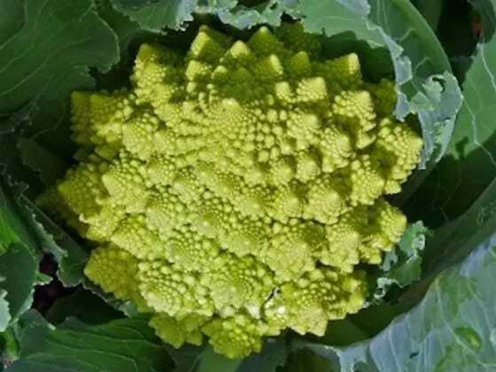 WhatsApp Image 2026-01-18 at 12.49.52 (4)