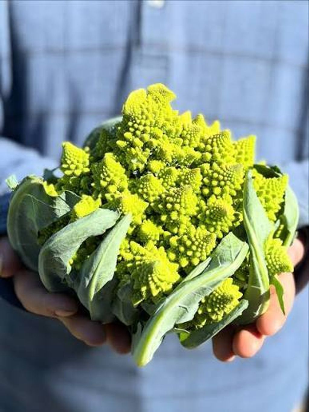 WhatsApp Image 2026-01-18 at 12.49.51 (4)