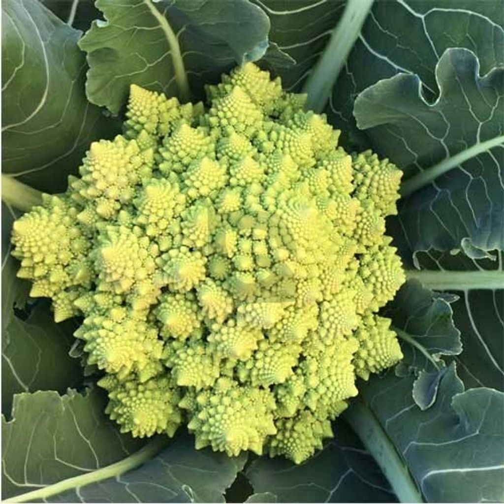 WhatsApp Image 2026-01-18 at 12.49.51