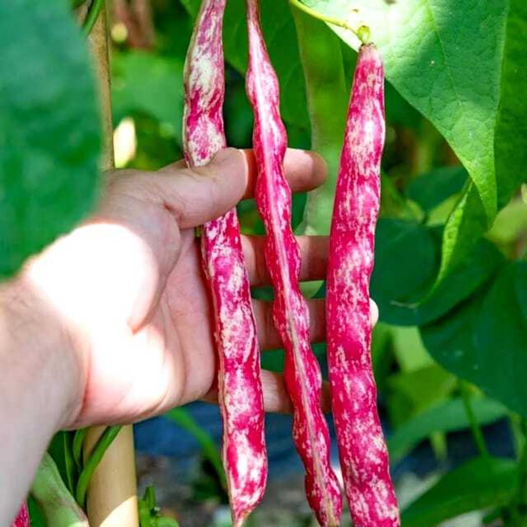 15127a7c-0a5b-47fc-aa6e-907e2f0fc4e1