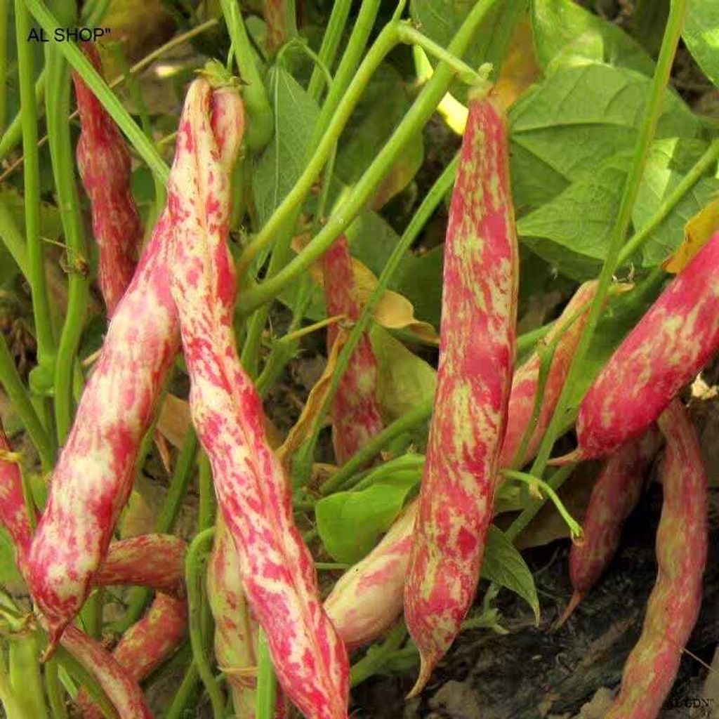 2e11fd4e-95ec-420b-a25c-9adddaf96ef9