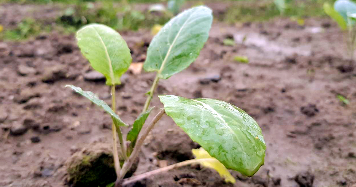 新手農夫日記：花椰菜的生命讚歌