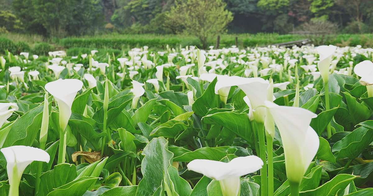 2024浪漫春季花盛開🤍 陽明山竹子湖海芋季就是如此療癒！