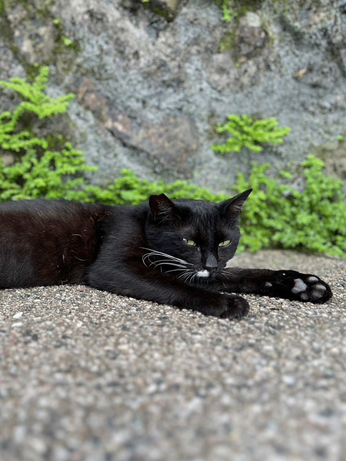 猴硐貓村 可愛貓貓無所不在