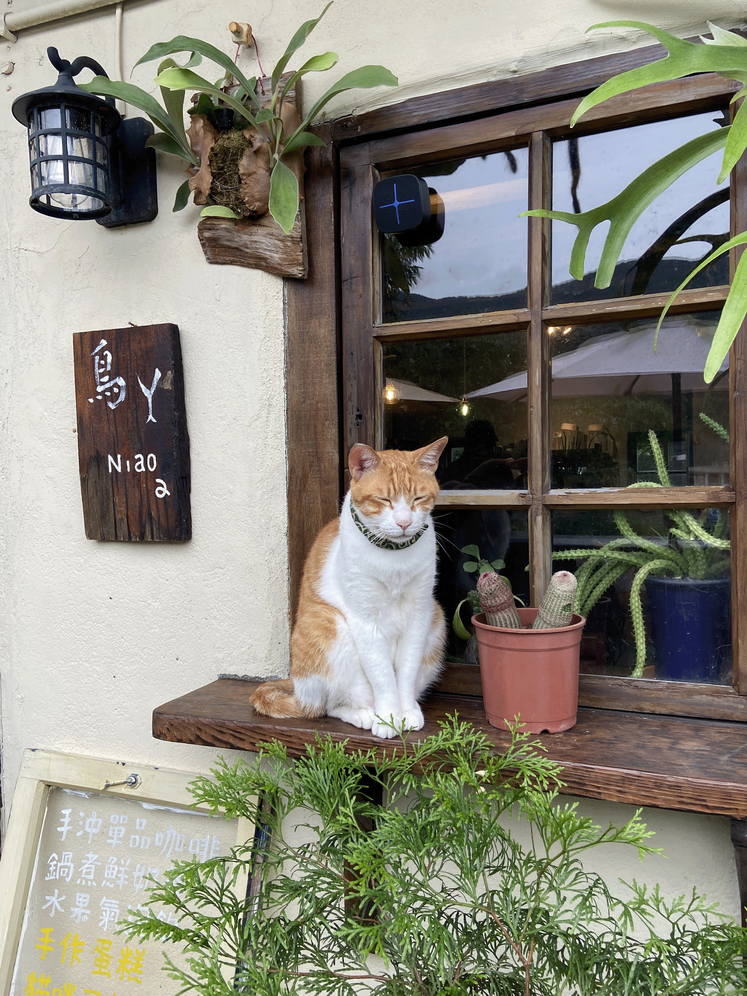 猴硐貓村 鳥ㄚ本宅咖啡廳