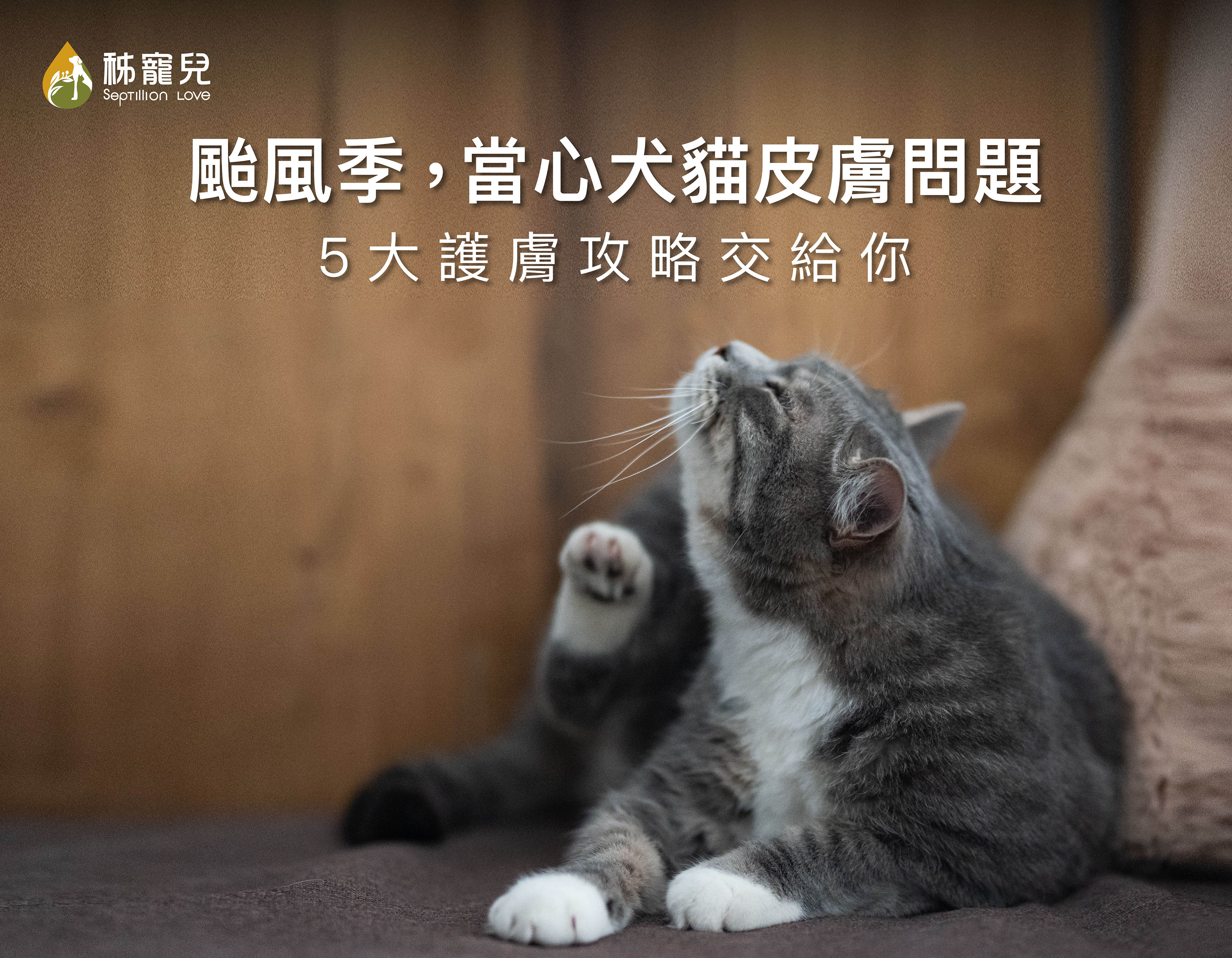 颱風季,當心犬貓皮膚問題!5大護膚攻略交給你
