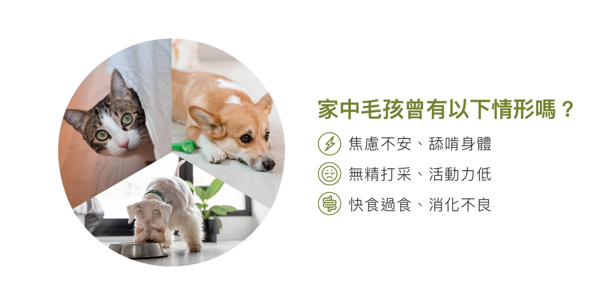 LINE_ALBUM_舔食墊銷售頁_230719_7