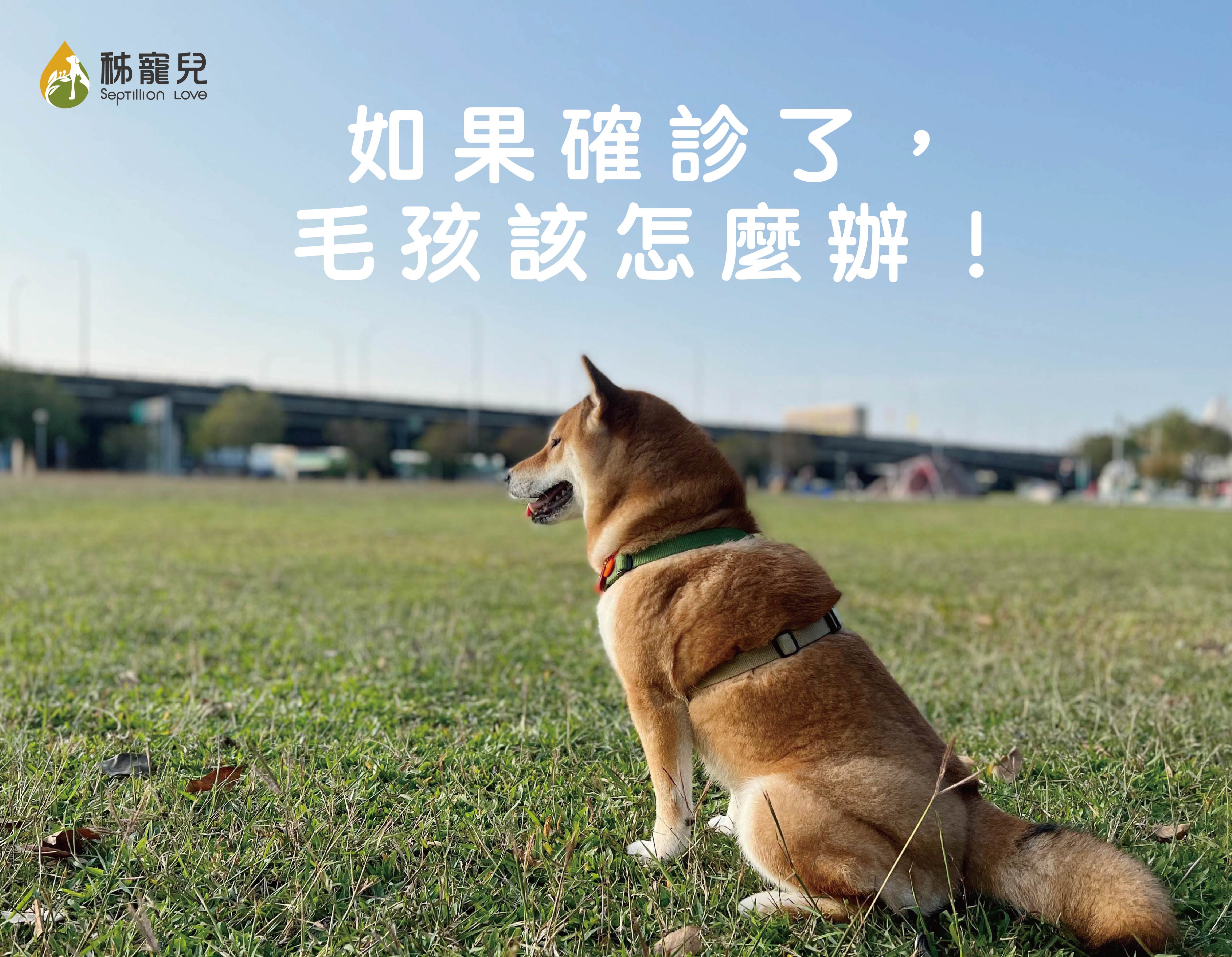 如果確診了,毛孩怎麼辦!