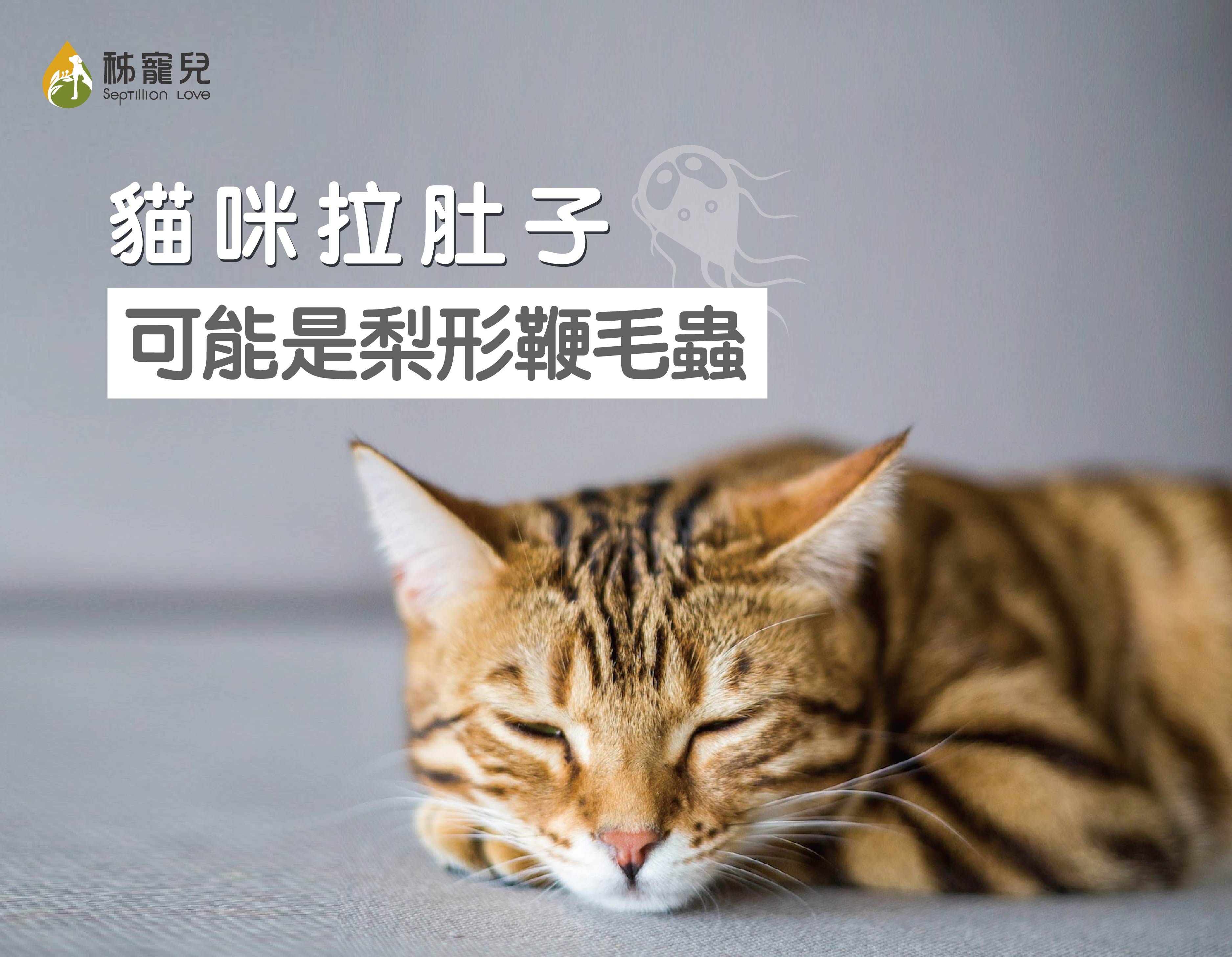貓咪拉肚⼦,可能是梨形鞭⽑蟲!