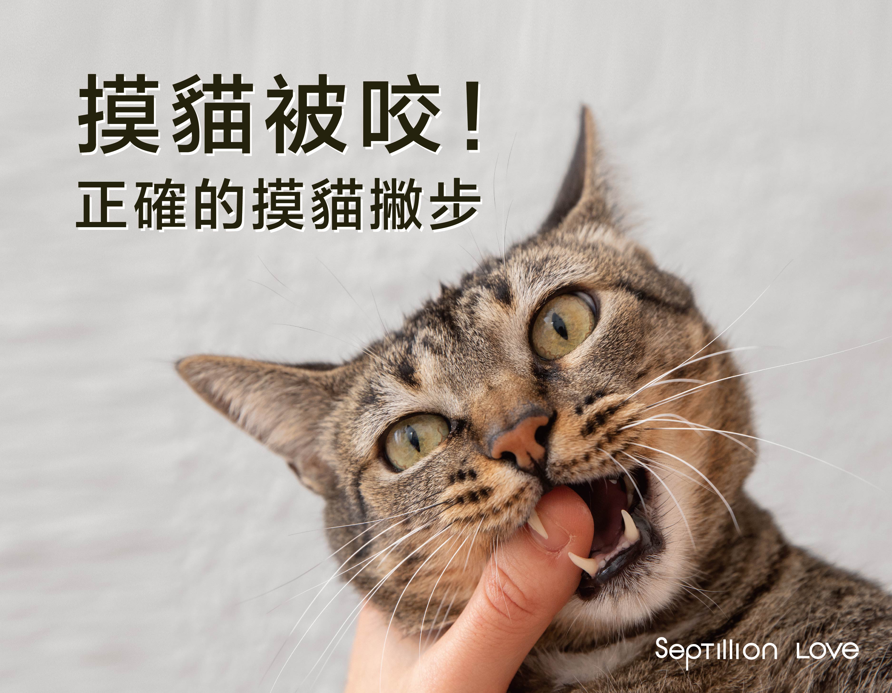 摸貓咪就被咬?教你正確摸貓咪