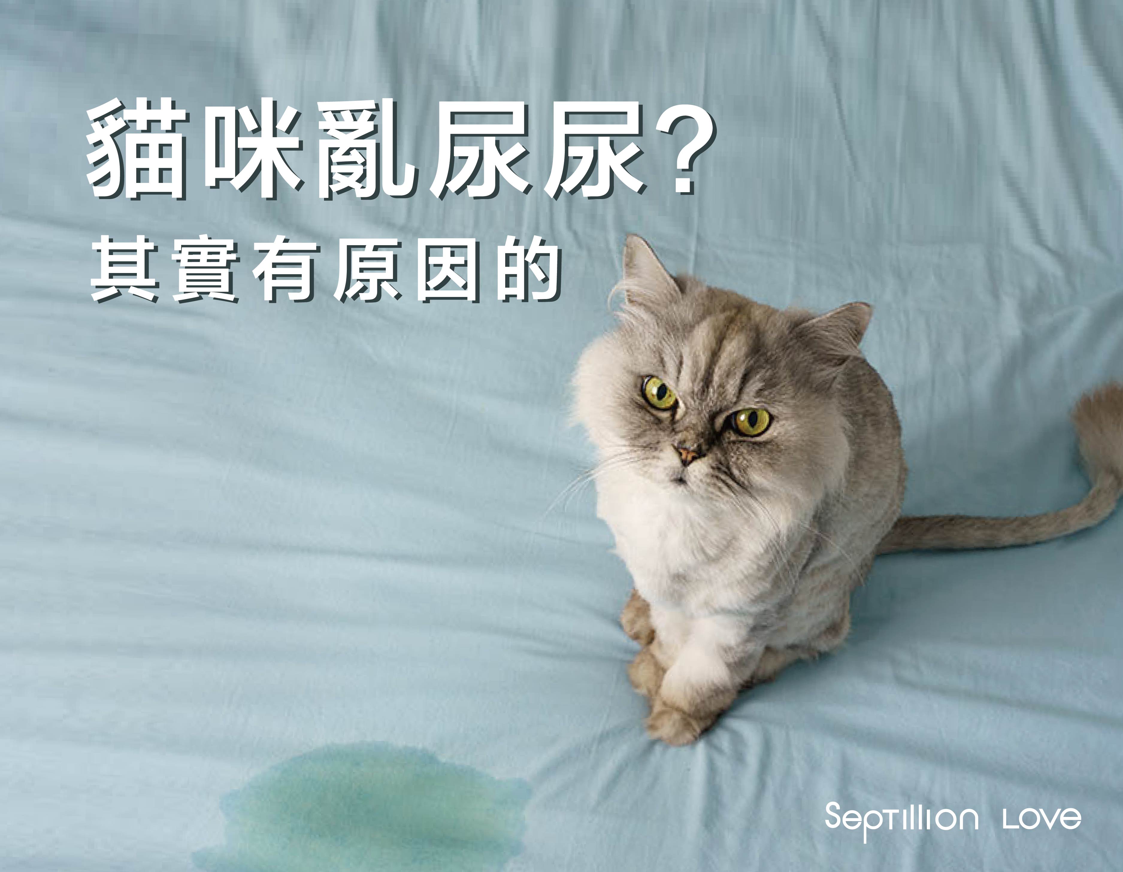 貓咪為何愛亂尿尿?