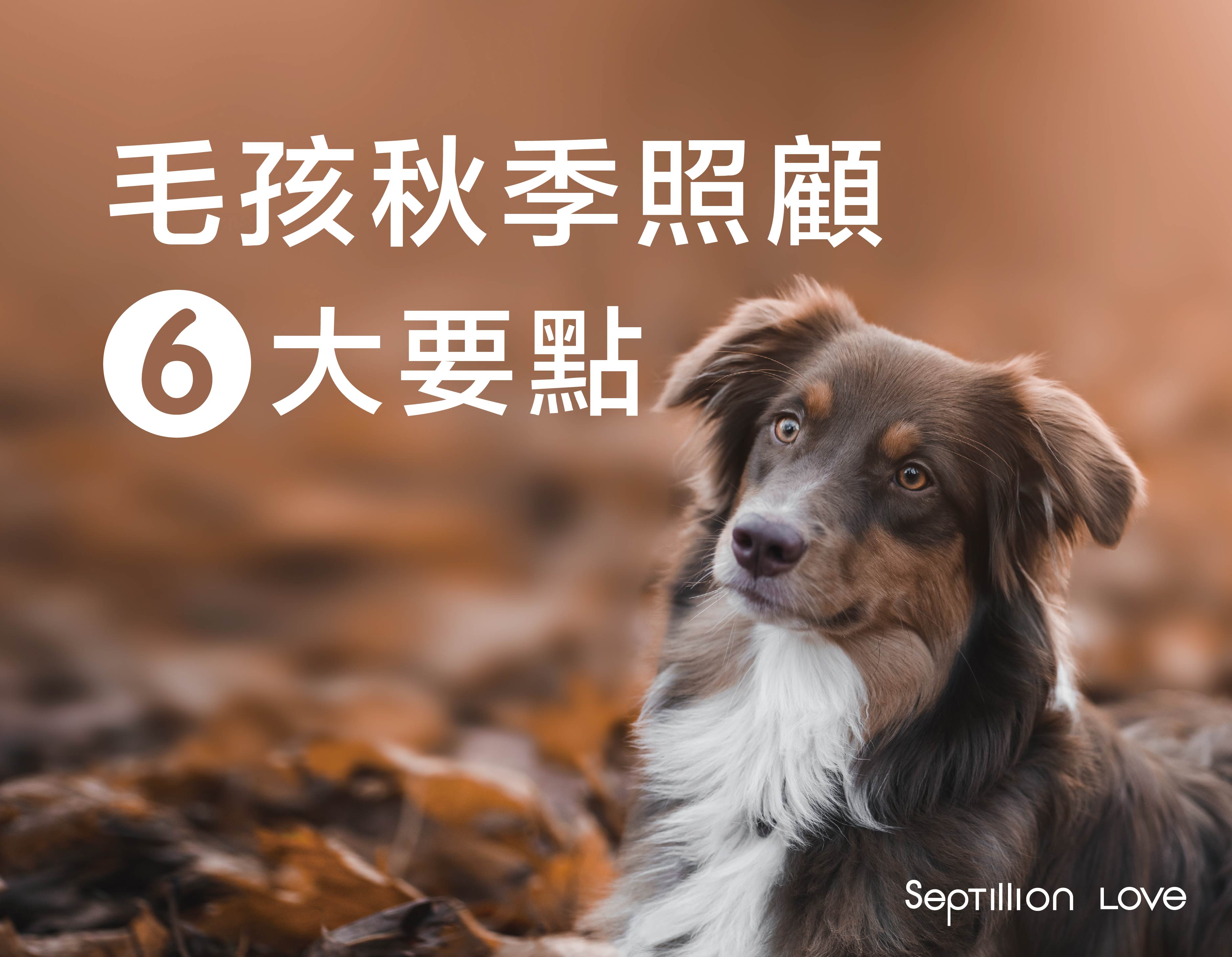 入秋了,毛孩秋季照顧六重點