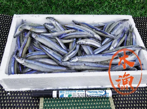 丁香魚222.jpg