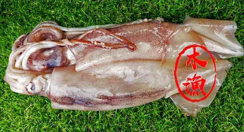 魷魚2.jpg