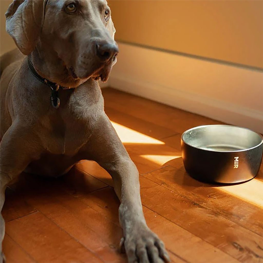 Dog_Bowl_2