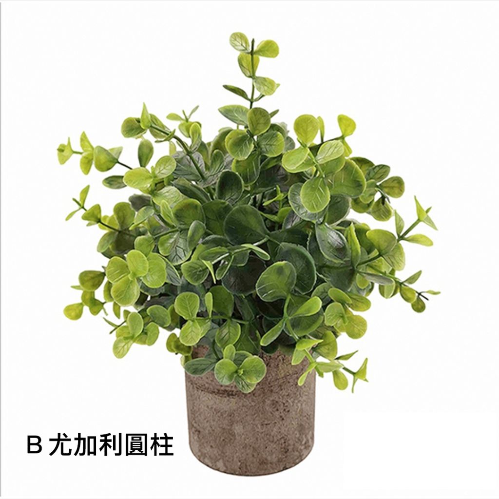 _0001_Ｂ尤加利圓柱