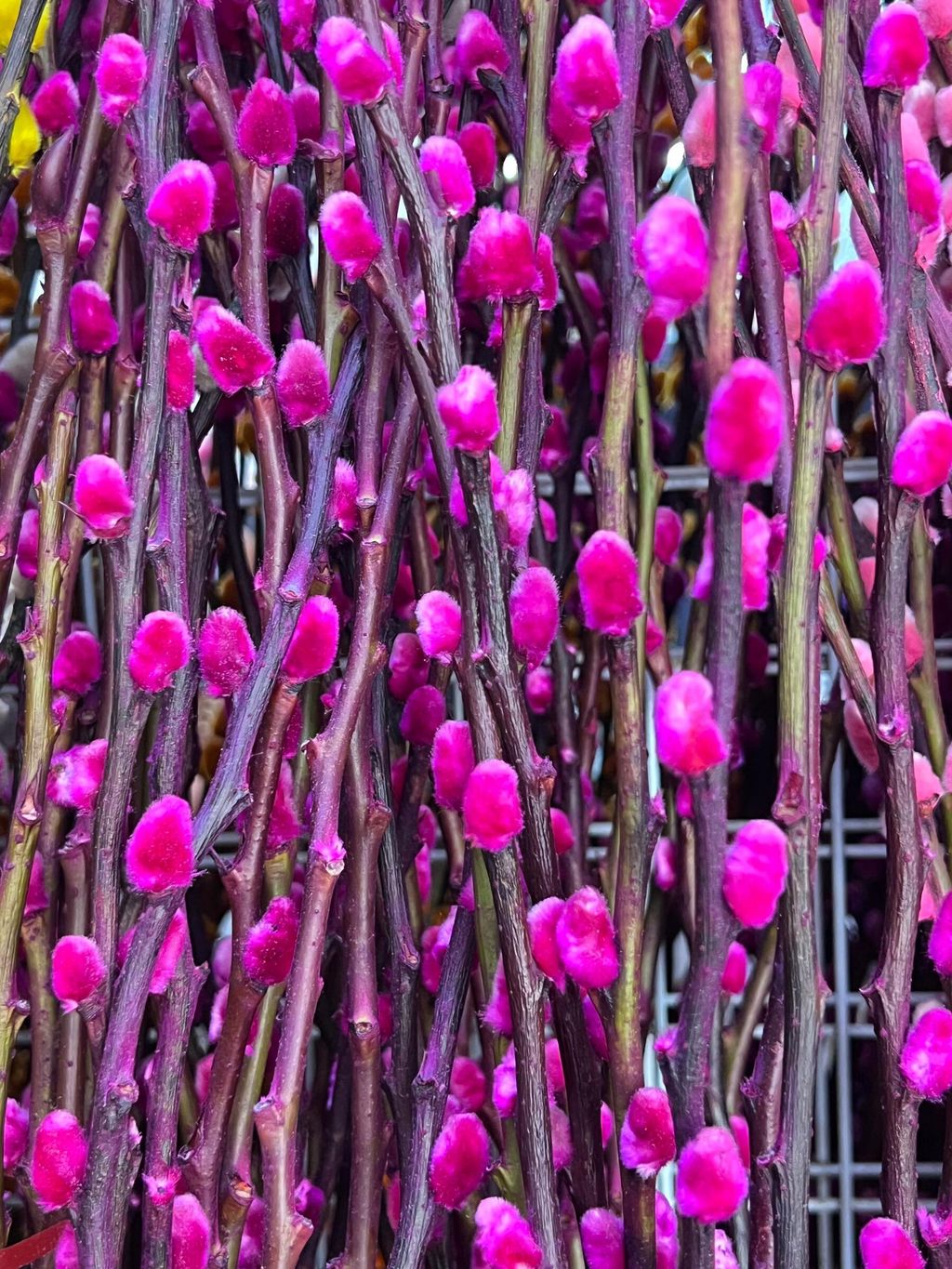 WhatsApp Image 2024-12-31 at 14.38.15_92d8323d