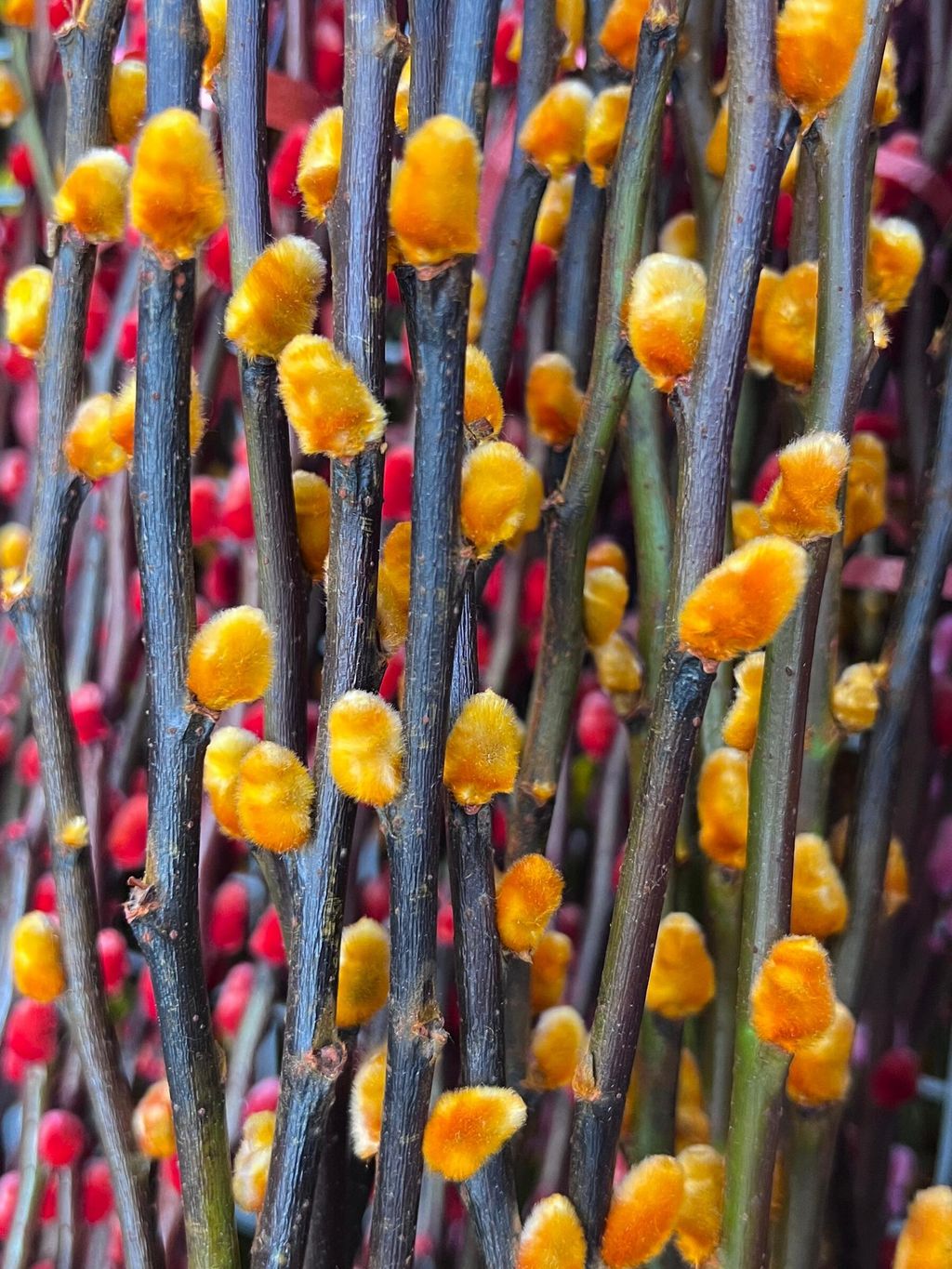 WhatsApp Image 2024-12-31 at 14.38.15_ed6e7282