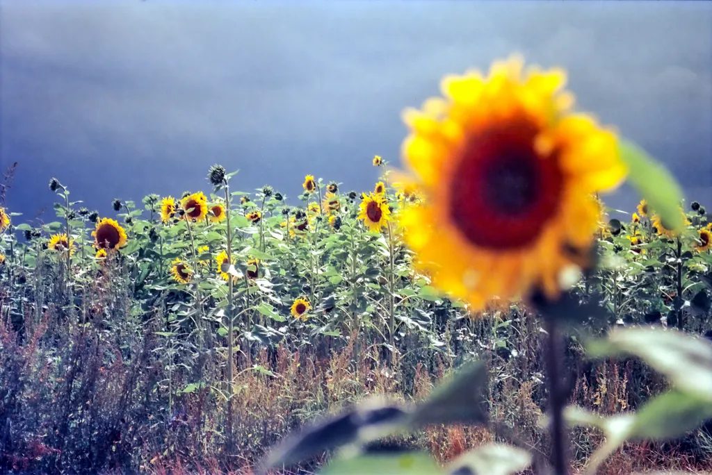 35mm_KONO-Delight-ART-100_11