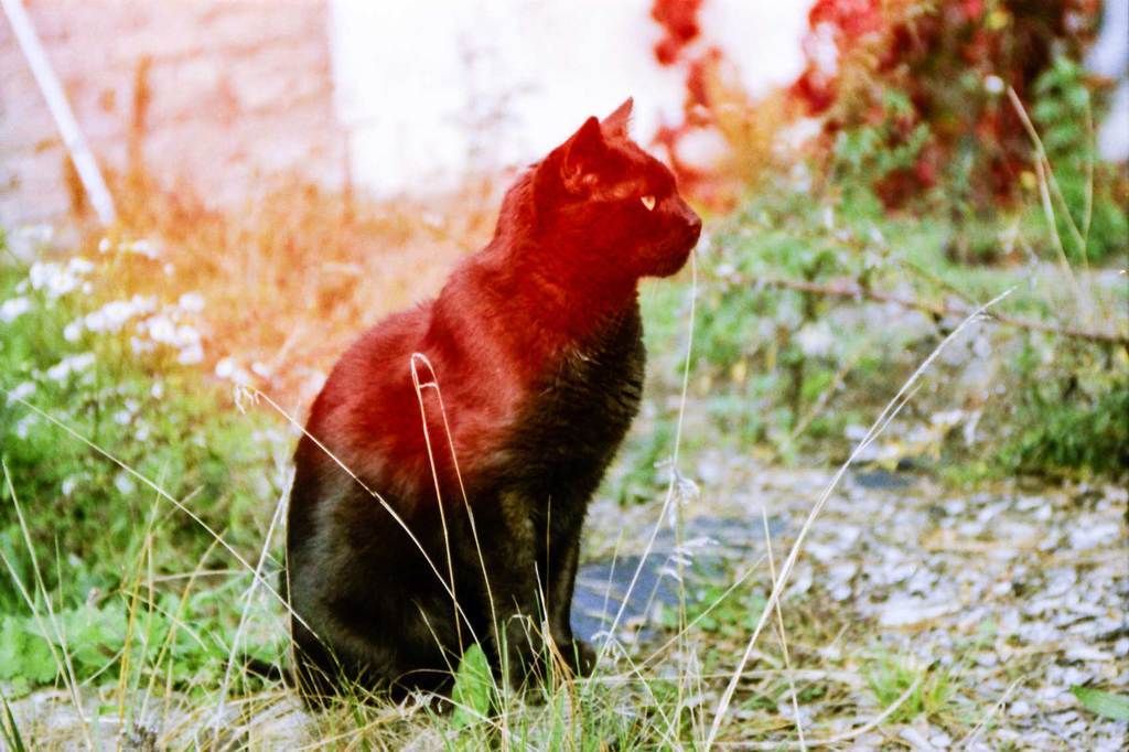 _KONO Original sunstroke_cat