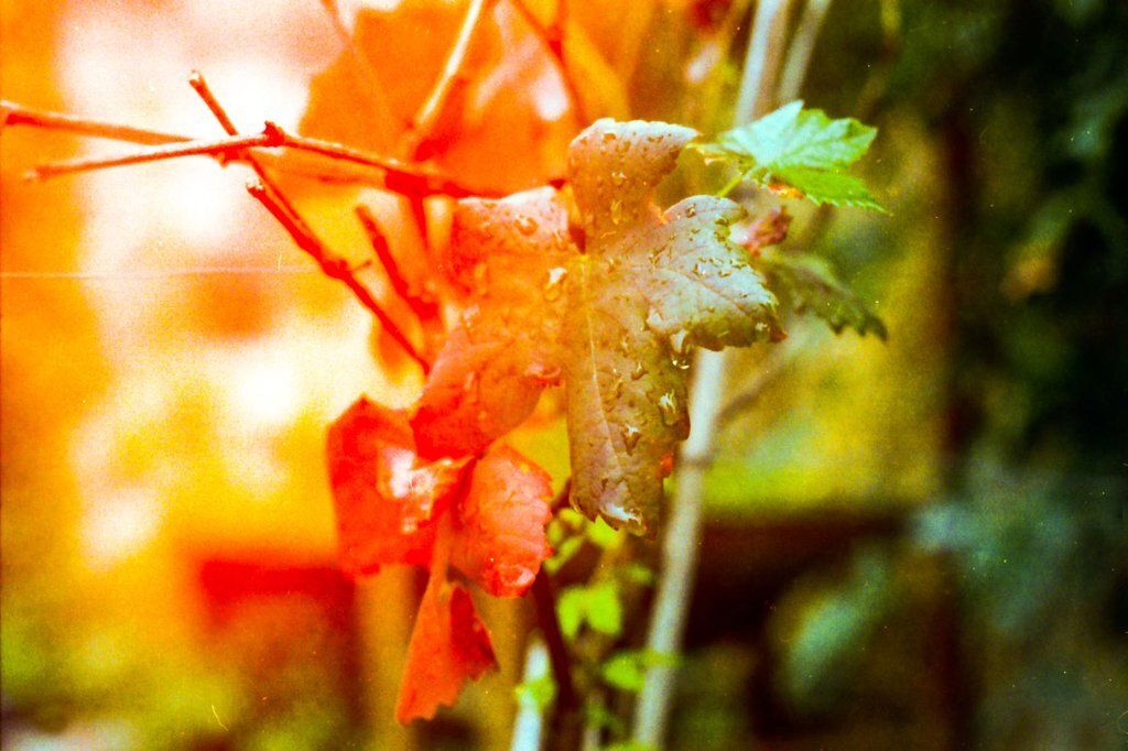 _KONO Original sunstroke 