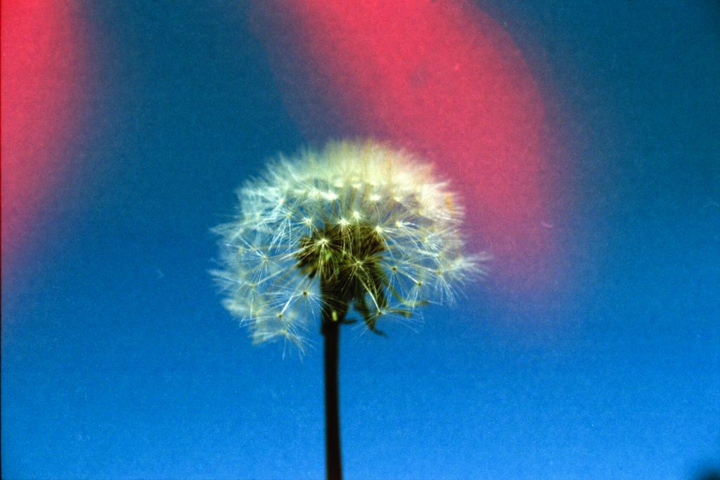 KONO Original Sunstroke (2)