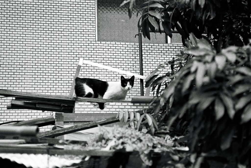 41229862_10157750083811978_3534563879071776768_n