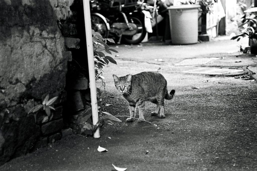 41188840_10157750083706978_3632508890270138368_n