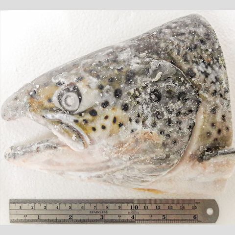 鮭魚頭z_1200px.jpg