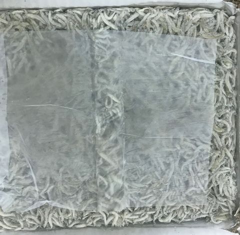 image - 笨笨 (10).jpg