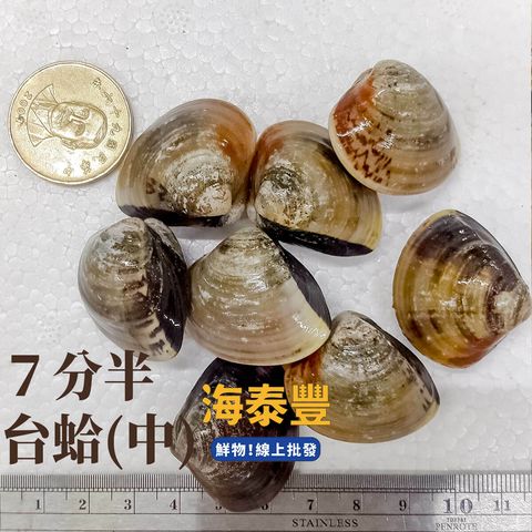 海泰豐蛤蜊7分半z_1200px.jpg
