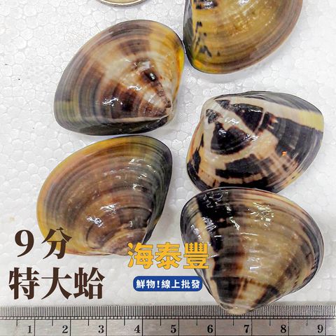 海泰豐蛤蜊9分z_1200px.jpg