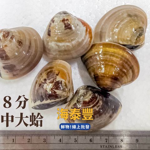 海泰豐蛤蜊8分z_1200px.jpg