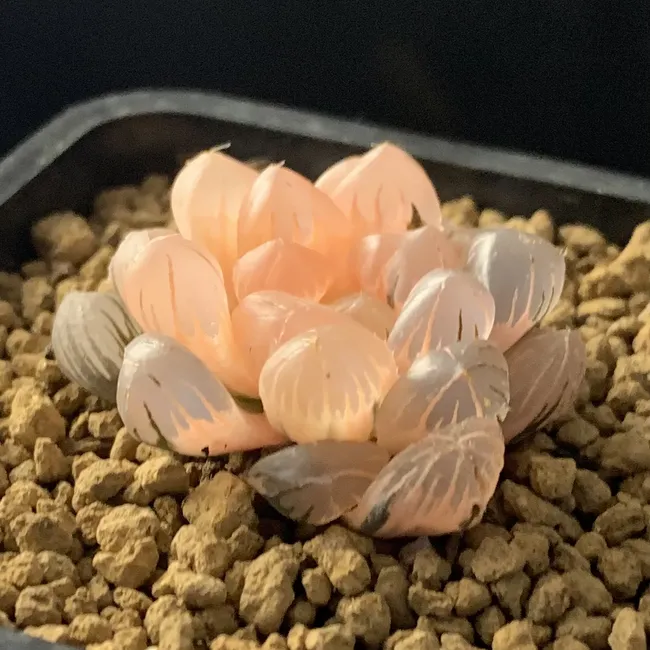 狂買園藝 - 多肉植物專賣 | 產品系列 - 極選錦肉
