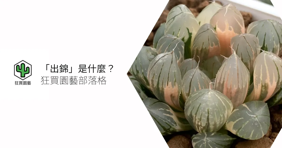 [多肉植物介紹]「出錦」是什麼？好養好照顧嗎？多肉錦斑介紹