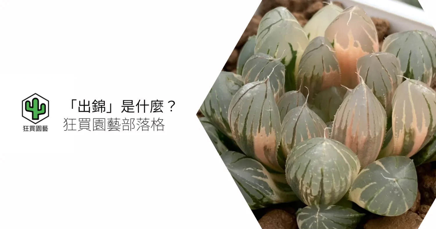 狂買園藝 - 多肉植物專賣 | 